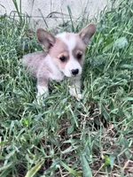 Sunny, a male Pembroke Welsh Corgi for sale in Hopkinsville, KY – 6 of 7