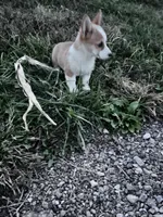 Freddy, a male Pembroke Welsh Corgi for sale in Hopkinsville, KY – 4 of 8