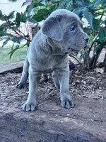 Luna, a female Cane Corso for sale in Hopkinsville, KY – 3 of 5