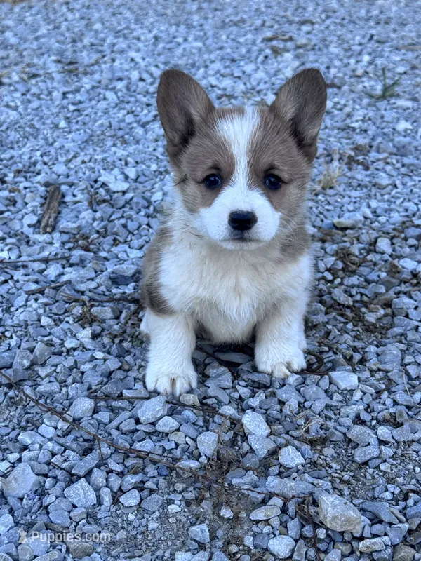 Cookie – Pembroke Welsh Corgi puppy for sale in Hopkinsville, KY