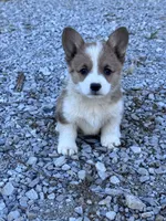 Cookie, a female Pembroke Welsh Corgi for sale in Hopkinsville, KY – 1 of 6