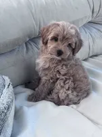 Pebbles, a female Yorkipoo for sale in Hopkinsville, KY – 5 of 7
