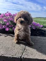 Benji, a male Poodle - Miniature  for sale in Hopkinsville, KY – 4 of 5