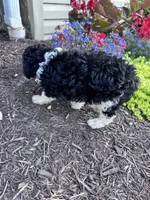 Oreo, a female Yorkipoo for sale in Hopkinsville, KY – 2 of 6