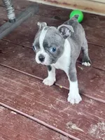 Misty, a female Boston Terrier for sale in Hopkinsville, KY – 4 of 6