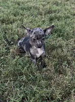 Bandit, a male Chihuahua for sale in Hopkinsville, KY – 3 of 6