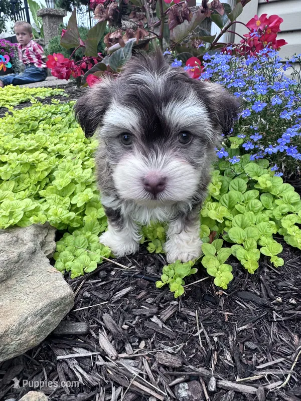Raffy – Havanese puppy for sale in Hopkinsville, KY