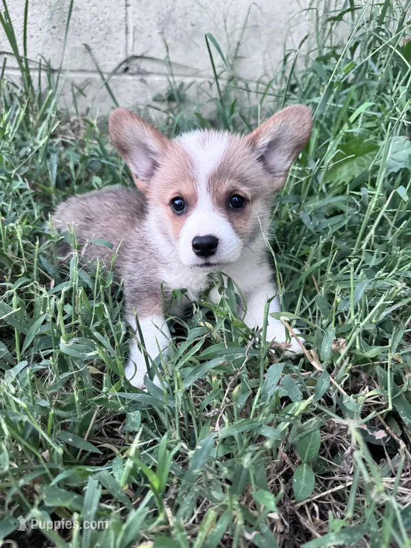 Sunny – Pembroke Welsh Corgi puppy for sale in Hopkinsville, KY