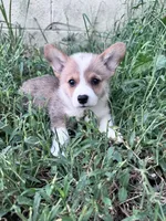 Sunny, a male Pembroke Welsh Corgi for sale in Hopkinsville, KY – 1 of 7
