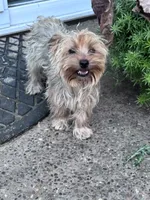 Sophie, a female Yorkshire Terrier for sale in Hopkinsville, KY – 2 of 4