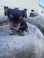 Ziggy, a male Yorkshire Terrier for sale in Hopkinsville, KY – 2 of 5