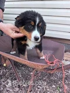 Bear – Bernese Mountain Dog puppy for sale in Hopkinsville, KY