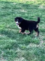 Bear, a male Bernese Mountain Dog for sale in Hopkinsville, KY – Photo 2 of 6