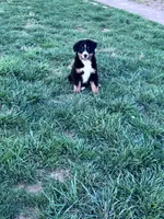 Bear, a male Bernese Mountain Dog for sale in Hopkinsville, KY – Photo 6 of 6
