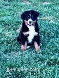 Bear – Bernese Mountain Dog puppy for sale in Hopkinsville, KY
