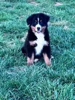Bear, a male Bernese Mountain Dog for sale in Hopkinsville, KY – Photo 1 of 6