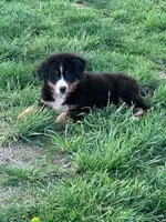 Bear, a male Bernese Mountain Dog for sale in Hopkinsville, KY – Photo 4 of 6