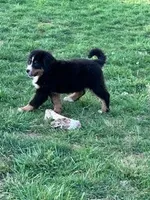 Bear, a male Bernese Mountain Dog for sale in Hopkinsville, KY – Photo 5 of 6