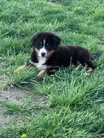 Bear, a male Bernese Mountain Dog for sale in Hopkinsville, KY – Photo 3 of 6