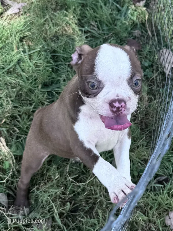 Ruby – Boston Terrier puppy for sale in Hopkinsville, KY