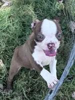 Ruby, a female Boston Terrier for sale in Hopkinsville, KY – 1 of 3
