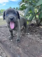 Lucy, a female Cane Corso for sale in Hopkinsville, KY – 2 of 5