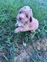 Biscuit , a male Cockapoo for sale in Hopkinsville, KY – 2 of 4