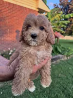 Izzy, a female Cavapoo and Bichpoo for sale in Hopkinsville, KY – 1 of 4