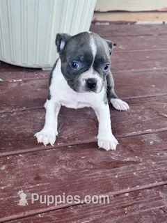 Stella – Boston Terrier puppy for sale in Hopkinsville, KY