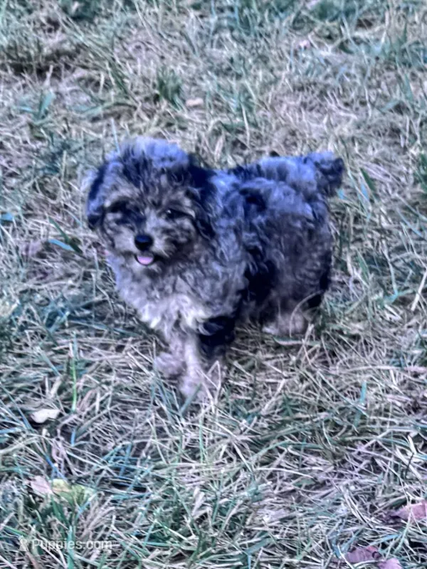 Snuggles – Yorkipoo puppy for sale in Hopkinsville, KY