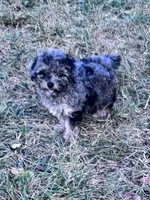 Snuggles, a male Yorkipoo for sale in Hopkinsville, KY – 1 of 7