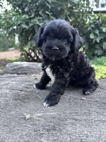 Suzie, a female Havapoo for sale in Hopkinsville, KY – 4 of 7
