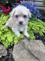 Angel, a female Havanese for sale in Hopkinsville, KY – 4 of 5