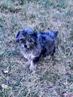 Snuggles, a male Yorkipoo for sale in Hopkinsville, KY – 3 of 7