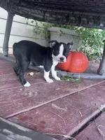 Suzie, a female Boston Terrier for sale in Hopkinsville, KY – 2 of 6