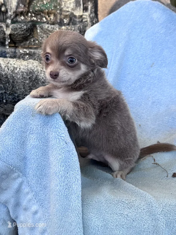 Nugget – Chihuahua puppy for sale in Hopkinsville, KY