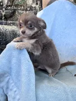 Nugget, a male Chihuahua for sale in Hopkinsville, KY – 1 of 5