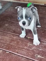 Misty, a female Boston Terrier for sale in Hopkinsville, KY – 6 of 6