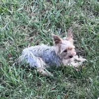 Sophie, a female Yorkshire Terrier for sale in Hopkinsville, KY – 4 of 4