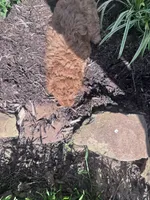 Copper, a male Poodle - Miniature  for sale in Hopkinsville, KY – 4 of 6