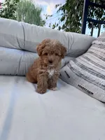 Nugget, a male Yorkipoo for sale in Hopkinsville, KY – 2 of 5