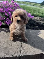 Benji, a male Poodle - Miniature  for sale in Hopkinsville, KY – 5 of 5