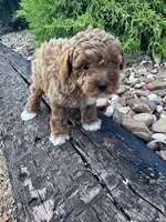 Socks, a female Poodle - Miniature  for sale in Hopkinsville, KY – 4 of 5