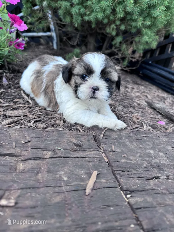 Cookie – Shih Tzu puppy for sale in Hopkinsville, KY