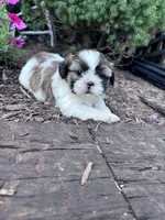 Cookie, a female Shih Tzu for sale in Hopkinsville, KY – 1 of 8