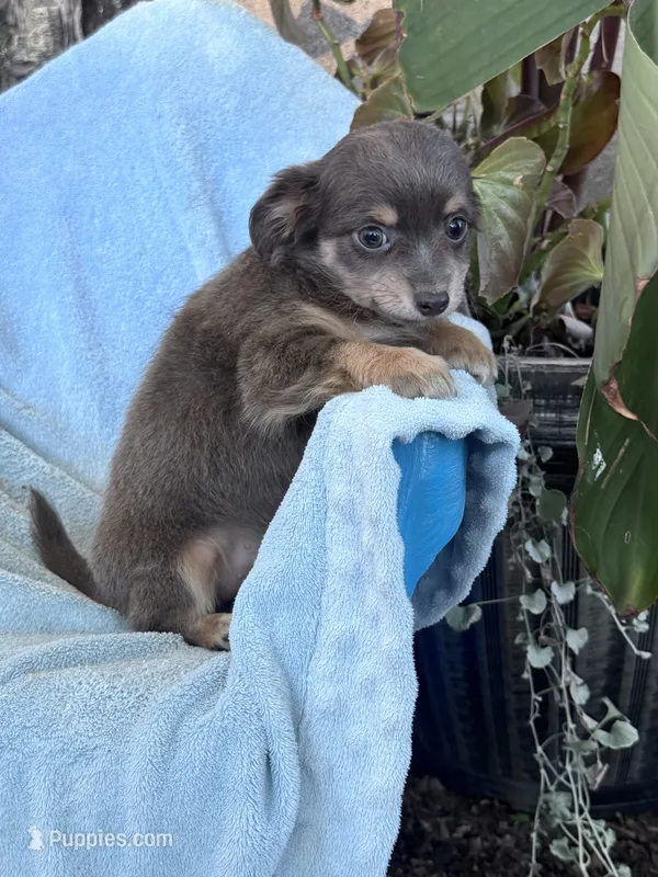 Brownie – Chihuahua puppy for sale in Hopkinsville, KY