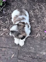Cookie, a female Shih Tzu for sale in Hopkinsville, KY – 3 of 8
