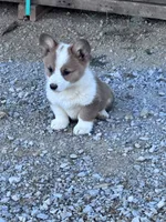 Winston, a male Pembroke Welsh Corgi for sale in Hopkinsville, KY – 2 of 4