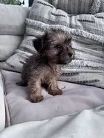 Coco, a female Yorkshire Terrier for sale in Hopkinsville, KY – 4 of 5
