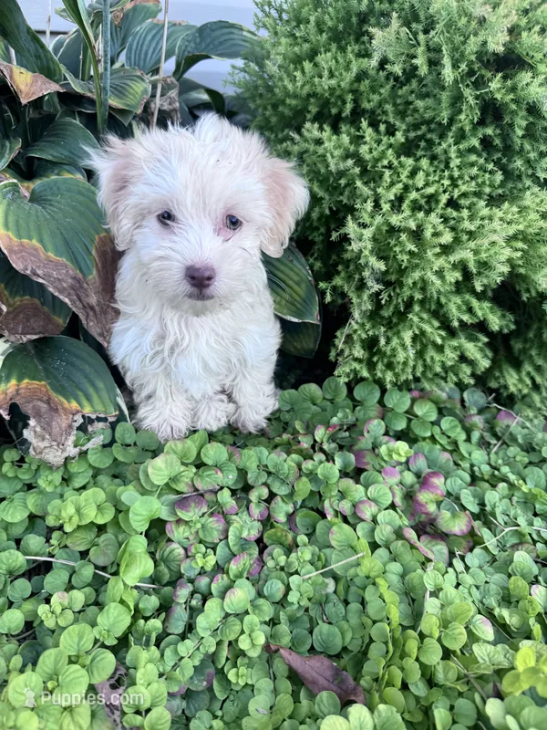 Frosty  – Havanese puppy for sale in Hopkinsville, KY